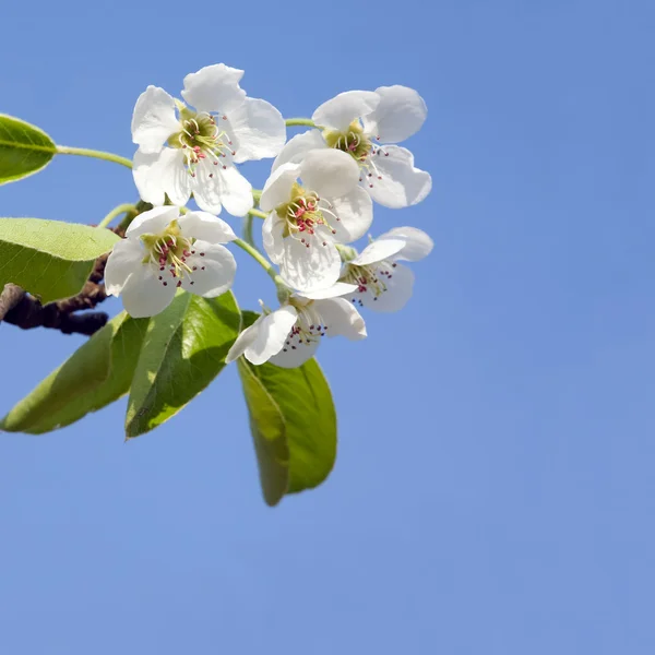 Lindas flores delicadas primavera — Fotografia de Stock