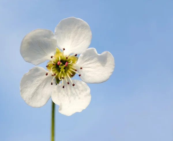 Extreme close-up shot van delicate voorjaar bloem. — Stockfoto