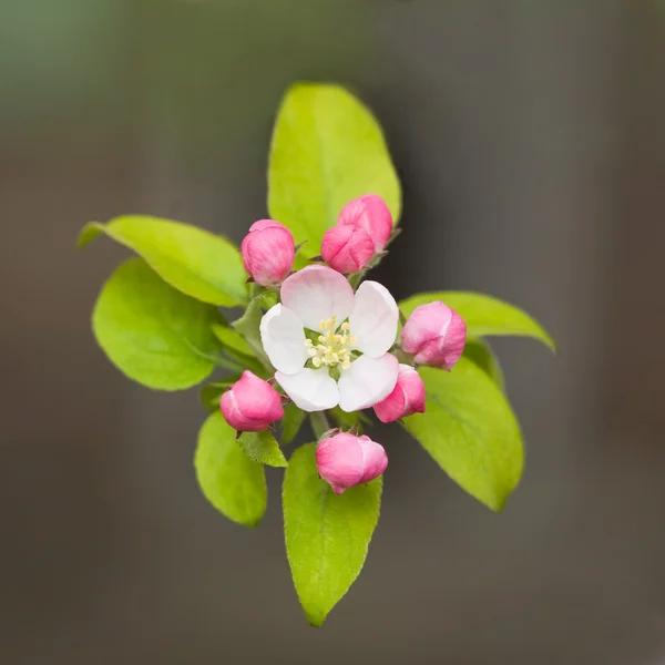 Zarte Frühlingsblumen. — Stockfoto