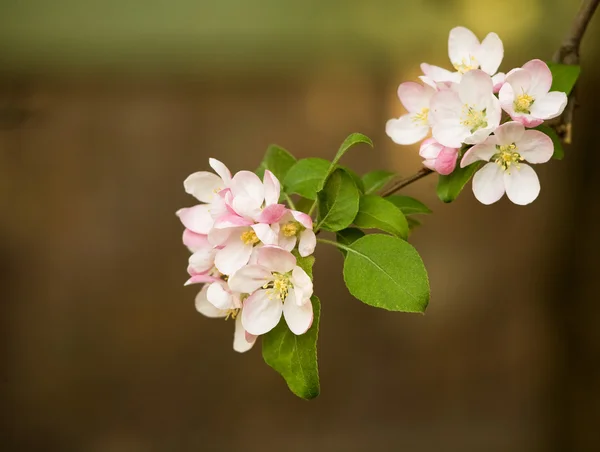 Delicadas flores de primavera . — Fotografia de Stock