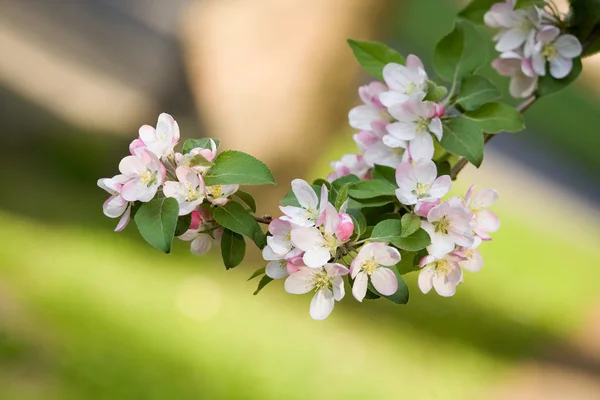봄 꽃 나무 지점 리치. — 스톡 사진