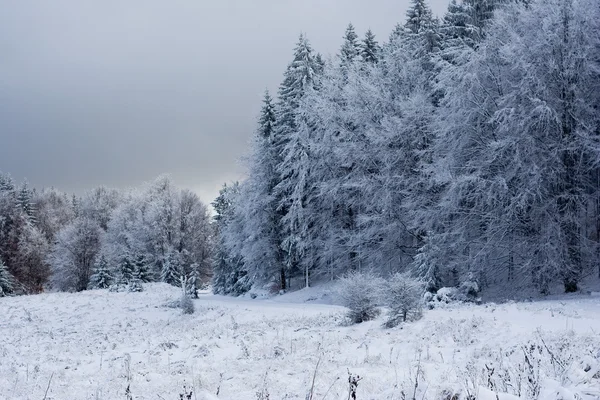 stock image Winter wonderland.