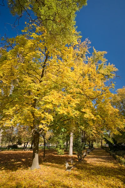 stock image Beautiful autumn scenery