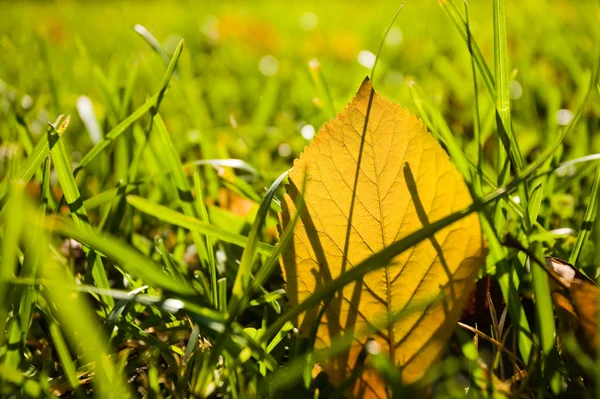 stock image Crazy autumn colors.