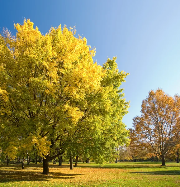 Stock image Beautiful colorful autumn scenery