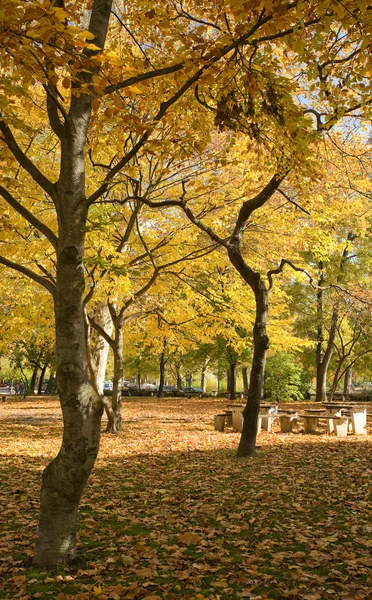 stock image Beautiful colorful autumn scenery