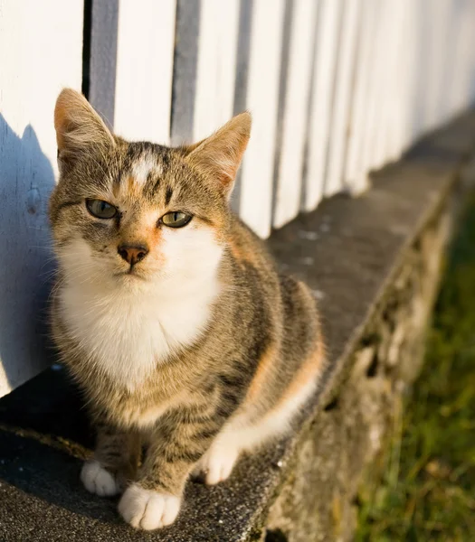 귀여운 시골 고양이. — 스톡 사진