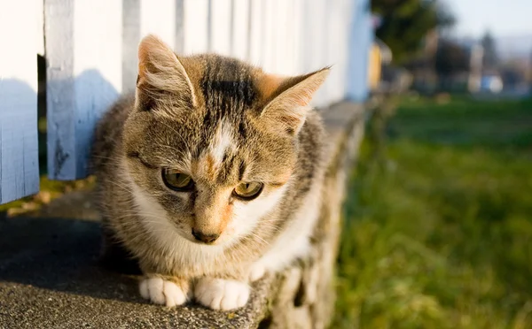 Roztomilý venkovské kotě. — Stock fotografie