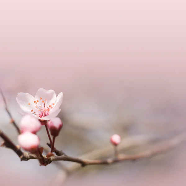 Delikat rosa vårblomma. — Stockfoto