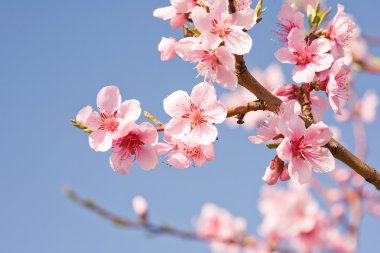 Gorgeous spring cherry flowers in sunshine. clipart