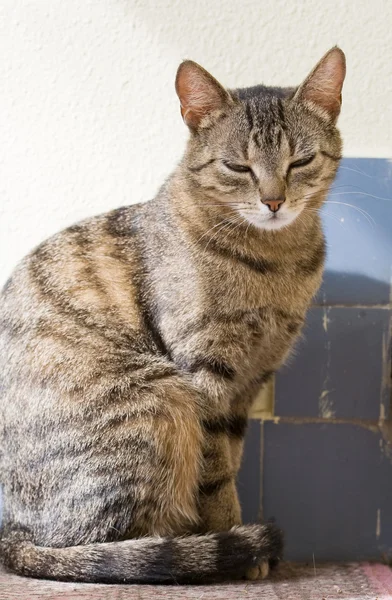 stock image Young female housecat.