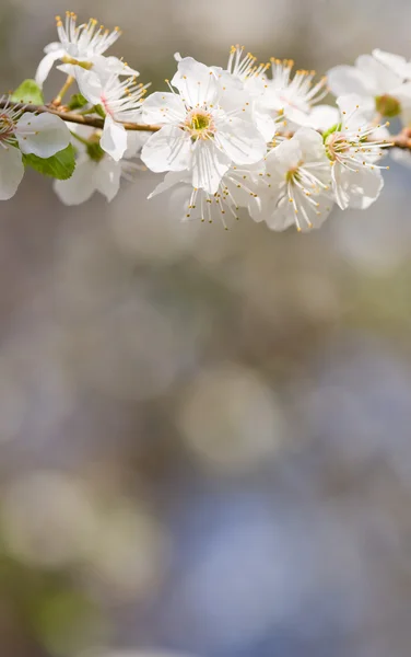 아름 다운 섬세 한 이른 봄 꽃. — 스톡 사진