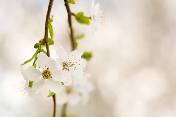 Beautiful delicate early spring flowers. — Stock Photo, Image