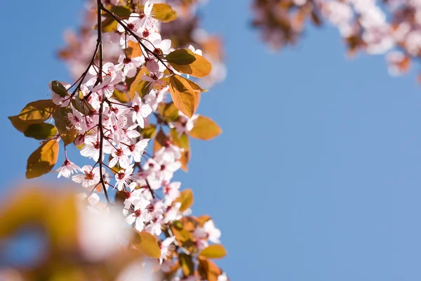 Kwiaty piękne delikatne wczesną wiosną. — Zdjęcie stockowe