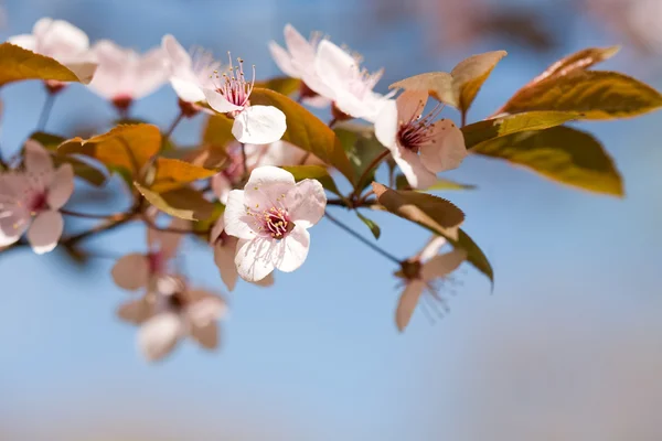 Bellissimi fiori delicati all'inizio della primavera . — Foto Stock
