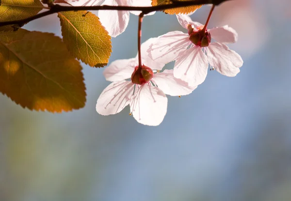 美しい繊細な早春の花. — ストック写真