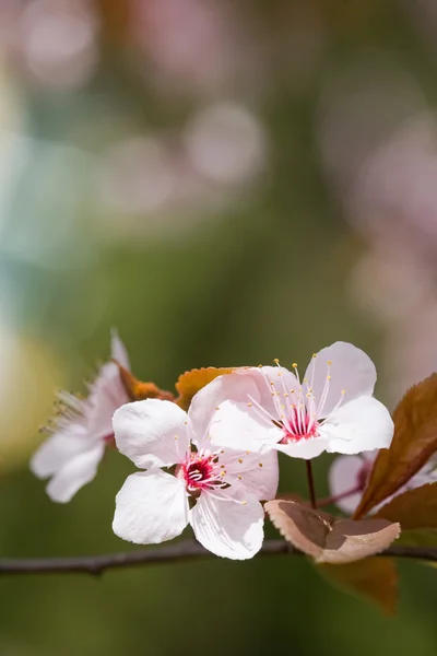 Mooie delicaat vroege voorjaar bloemen. — Stockfoto