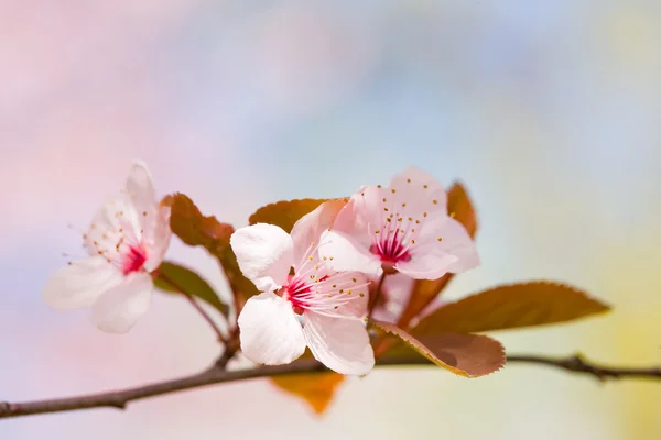 Hermosas flores delicadas de primavera . —  Fotos de Stock