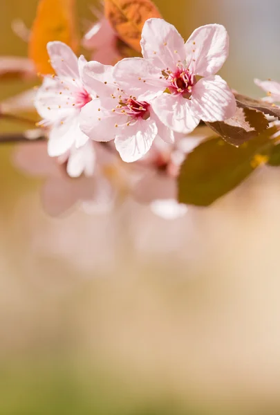 Lindas delicadas flores no início da primavera . — Fotografia de Stock