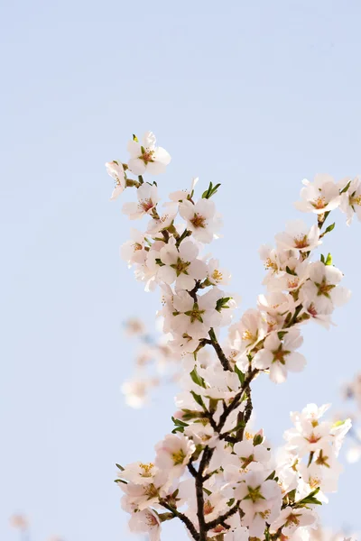 Almond tree flowers in spring. — Stock Photo, Image