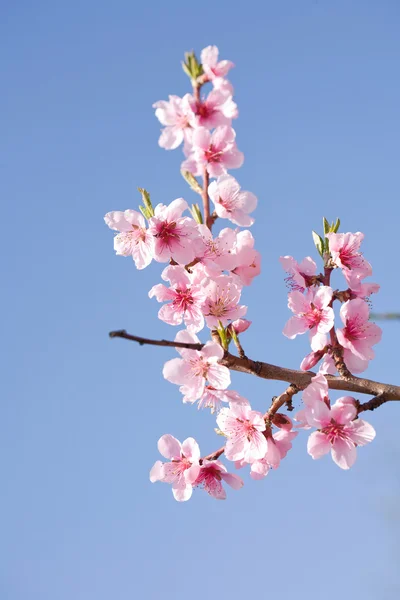 Gorgeous spring cherry flowers in sunshine. — Stock Photo, Image