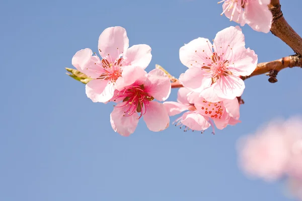Bellissimi fiori primaverili con cielo azzurro chiaro . — Foto Stock