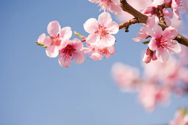 Lindas flores de primavera com céu azul claro . — Fotografia de Stock