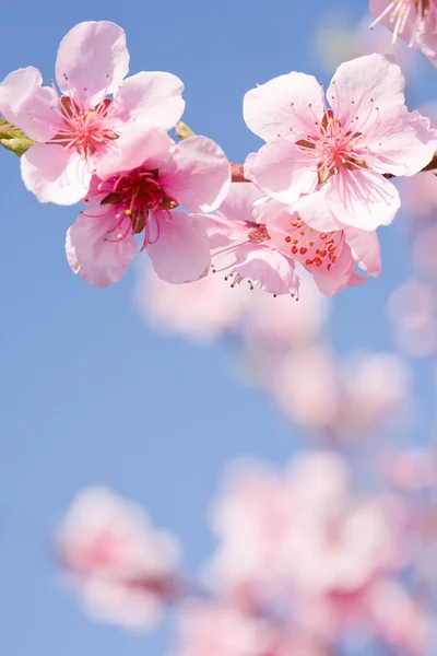 Mavi gökyüzü güzel bahar çiçekleri ile temizleyin. — Stok fotoğraf