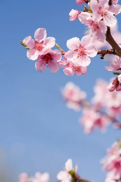 Gorgeous spring cherry flowers in sunshine. — Stock Photo, Image