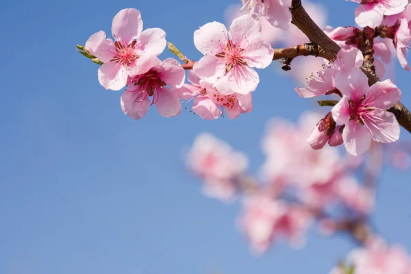 Piękne wiosenne kwiaty z jasne, Błękitne niebo. — Zdjęcie stockowe