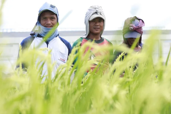 Fermieri orez — Fotografie, imagine de stoc
