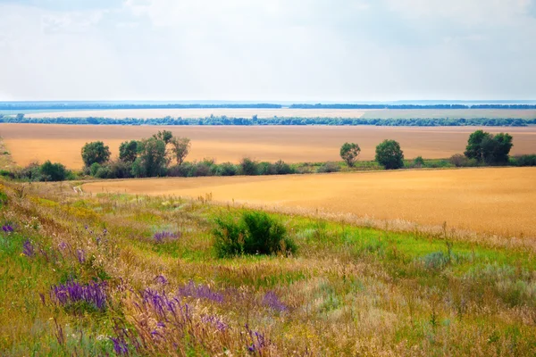 Herbes vertes prairies et champs paysage — Photo