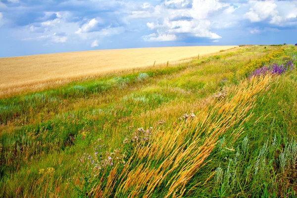 stock image Green grass meadows and fields landscape