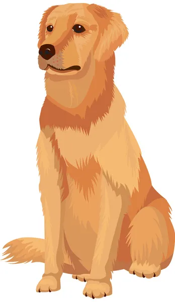ラブラドル ・ レトリーバー犬 - 犬の品種 — ストックベクタ