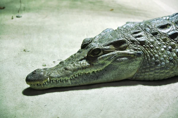 Porträtt av en krokodil — Stockfoto