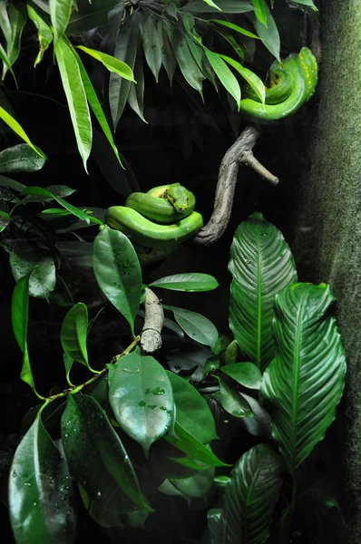Zielony wąż w zoo — Zdjęcie stockowe