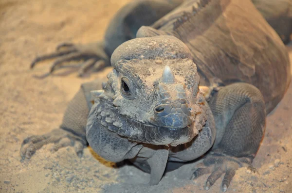 Iguana kertenkele kafası yakın çekim — Stok fotoğraf