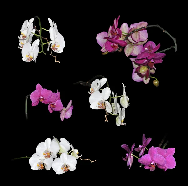 Set van witte en roze orchideeën bloemen — Stockfoto
