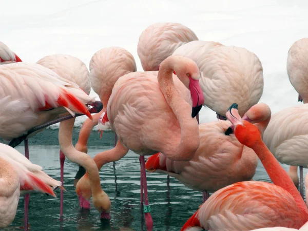 Różowe flamingi w zoo. czas zimowy. — Zdjęcie stockowe