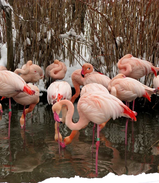 Rosa Flamingos im Zoo. Winterzeit. — Stockfoto