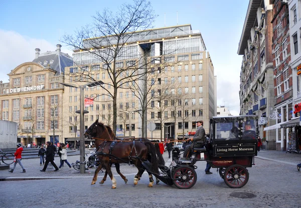 stock image A carriage horse on Amsterdam Dam square