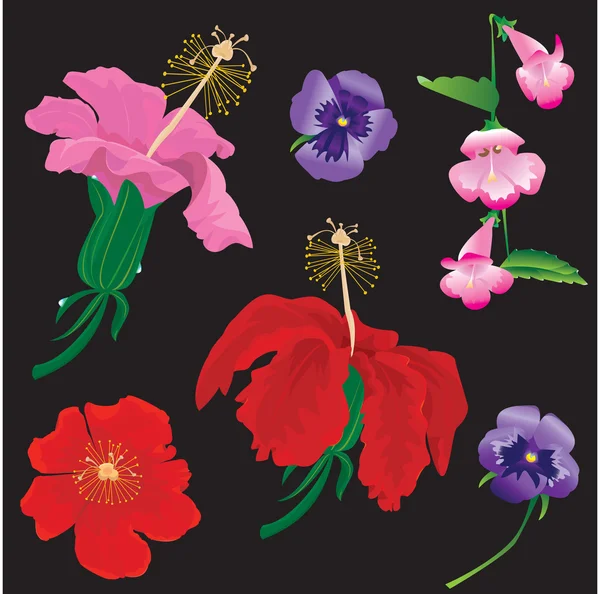 Σύνολο λουλούδια ανθίζουν - hibiscus, βιολέτας, convolvulus — Διανυσματικό Αρχείο