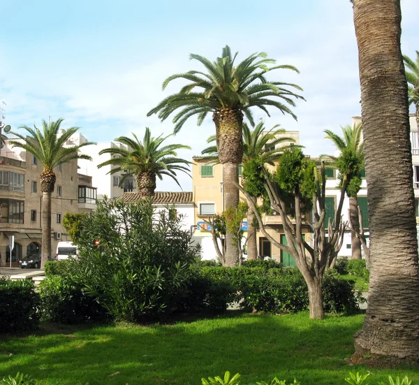 Praça da cidade com palmeiras . — Fotografia de Stock