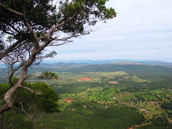 Mountain view med tall. Mallorca ön i Balearerna Spanien — Stockfoto