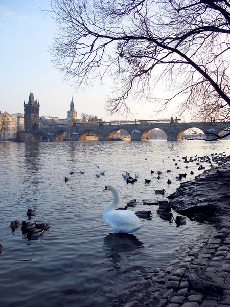 Eski şehir, prague, Çek Cumhuriyeti. Doğum vltava Nehri ördekler ve swa ile görüntüleme — Stok fotoğraf