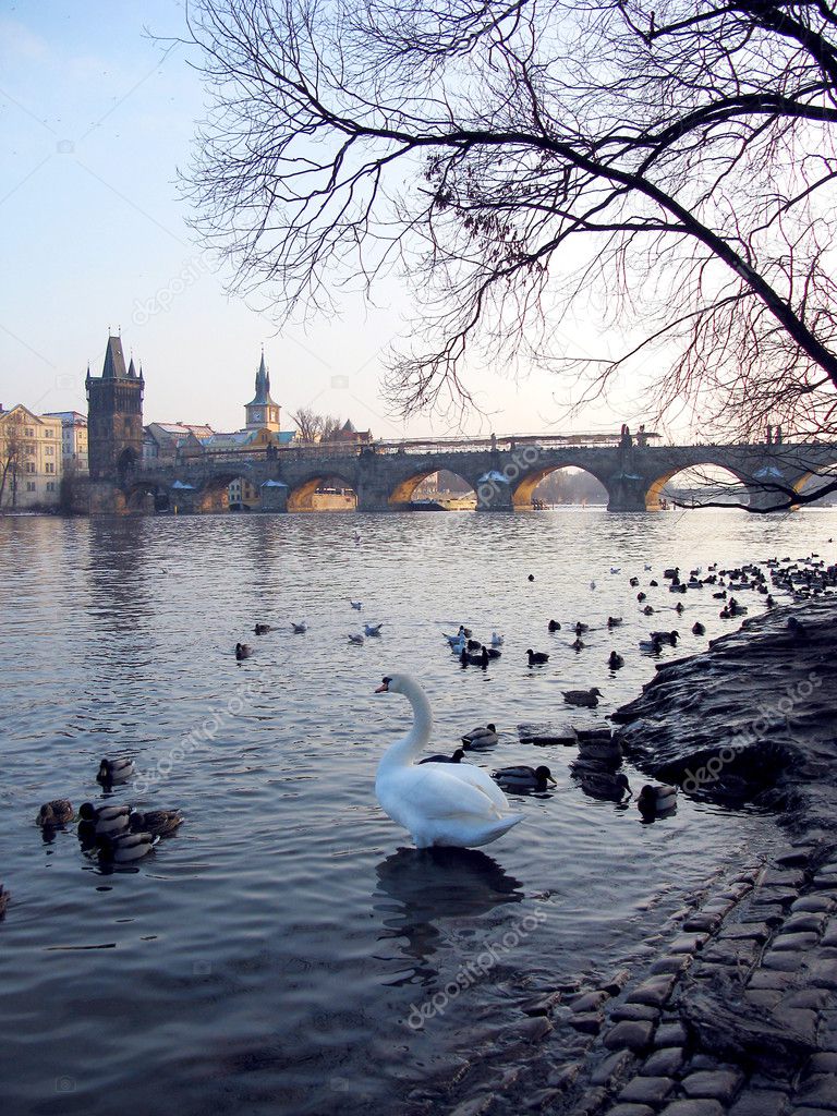 Old town of Prague, Czech Republic. View on Vltava river with ducks and swa