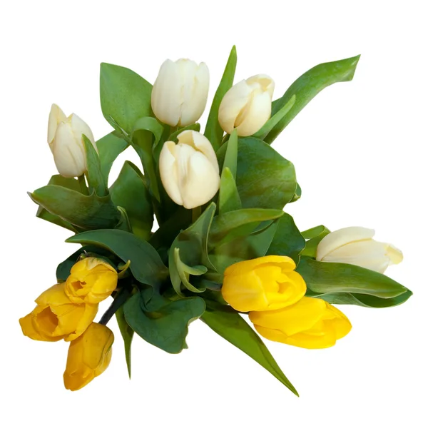 Strauss aus gelben und weißen Tulpenblüten isoliert auf weißem Hintergrund — Stockfoto