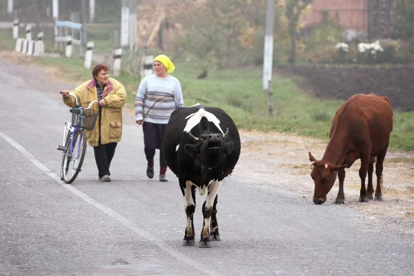 Stock image The cows