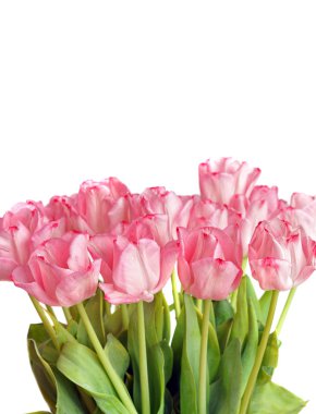 Tulips clipart