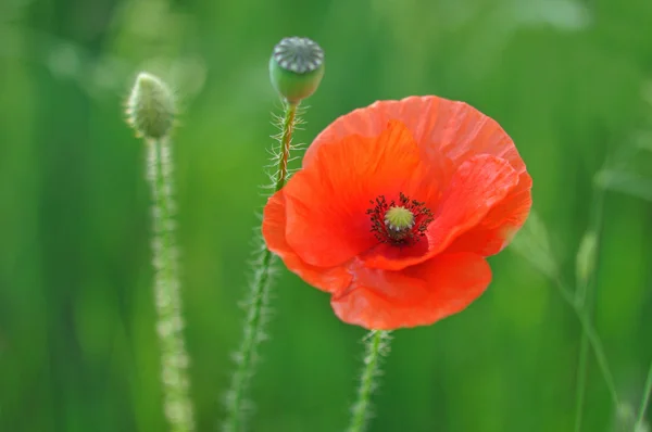 stock image Red weed